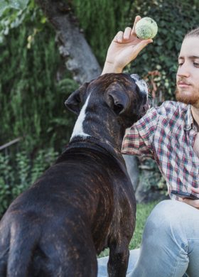 modern-man-playing-with-dogs-garden